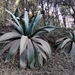 Pulque Agave - Photo (c) Silvano LG, some rights reserved (CC BY-NC), uploaded by Silvano LG