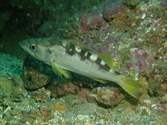 Sebastes serranoides