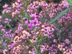 Erica umbellata