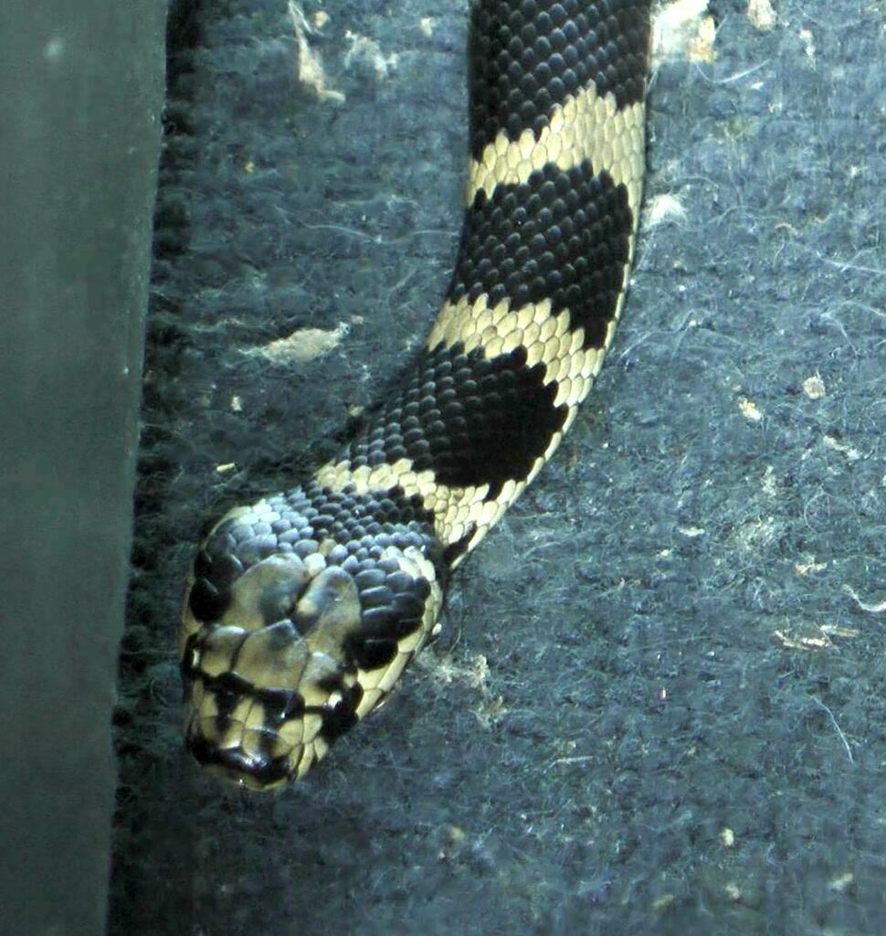 Stephens Snake Stephens' Banded Snake from Billys Creek NSW 2453, Australia on ...