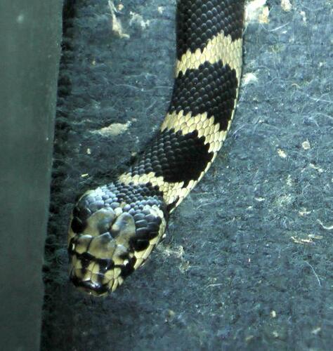 Stephens' Banded Snake sighting