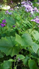 Pericallis × hybrida