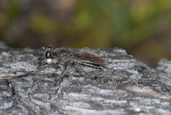 Andrenosomatini