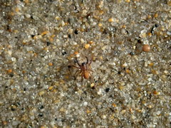 Trabeops aurantiacus