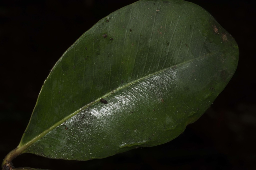 Alzatea