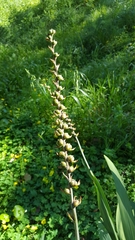 Chasmanthe floribunda