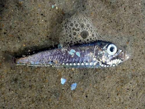 Maurolicus weitzmani