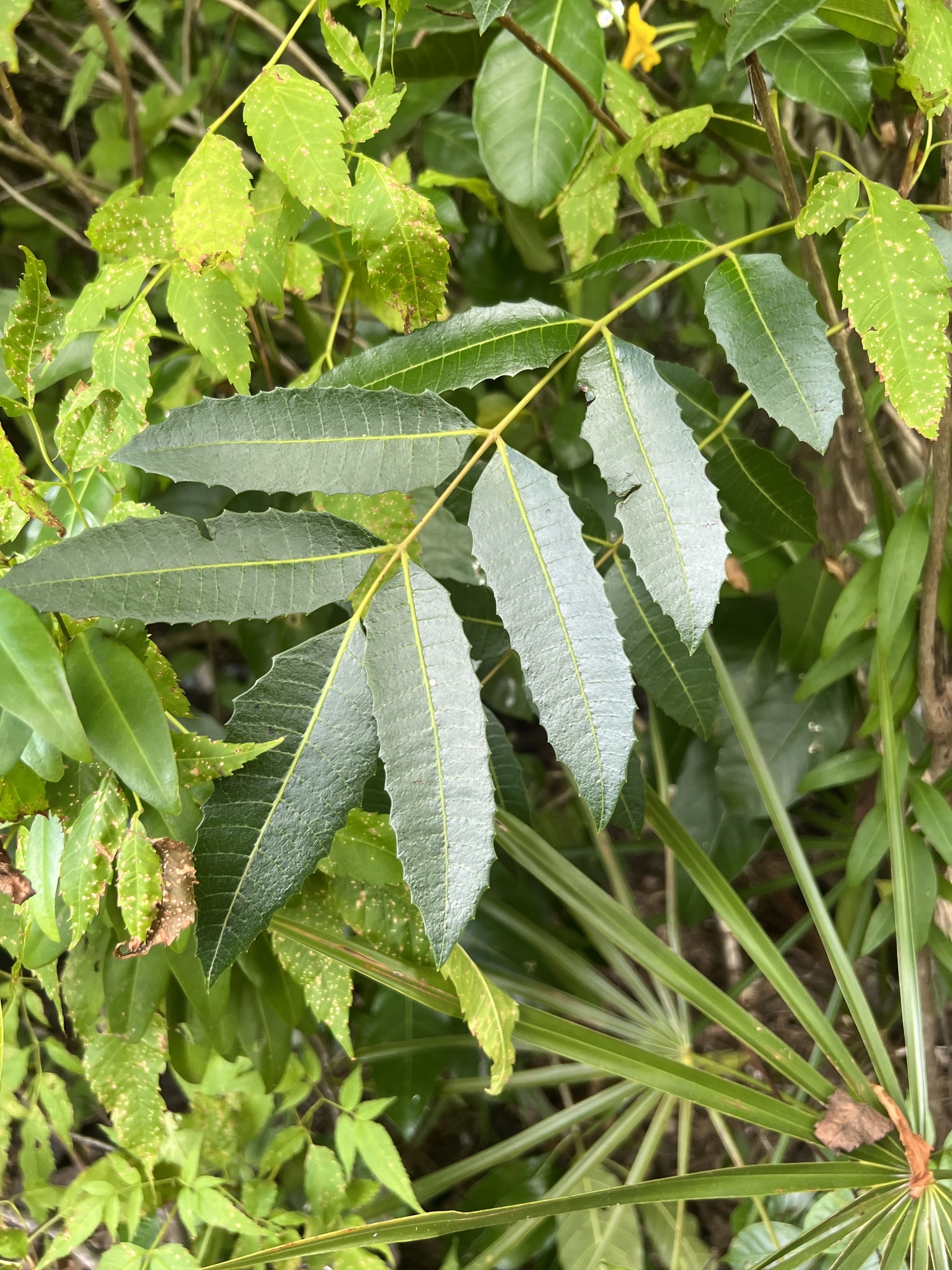 Comocladia dentata