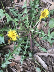 Taraxacum erythrospermum