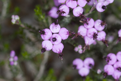 Erica umbellata