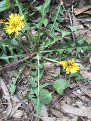 Taraxacum erythrospermum