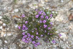 Erica umbellata