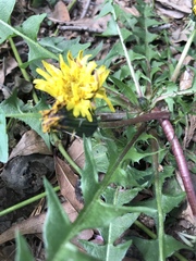 Taraxacum erythrospermum