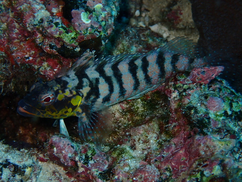 Branched labrisomid (Gobioclinus dendriticus) — Labrisomidae — 5