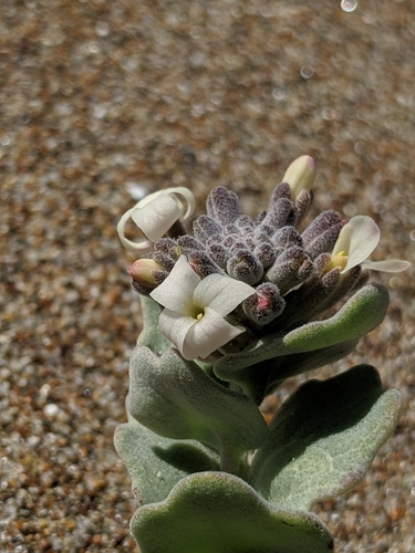 Image of Dithyrea maritima by no rights reserved