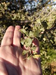Quercus john-tuckeri