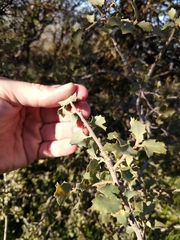 Quercus john-tuckeri