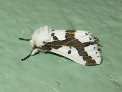 Euerythra phasma