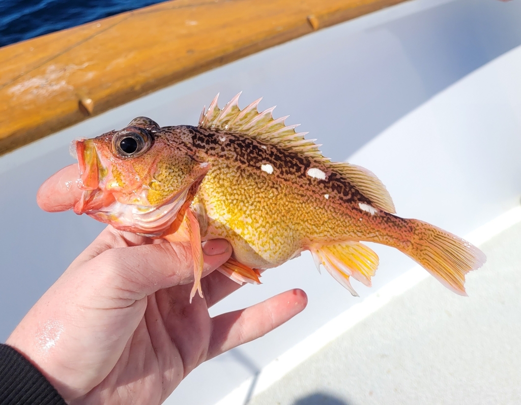 Freckled rockfish (Sebastes lentiginosus) — Sebastidae