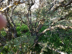 Quercus john-tuckeri