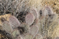 Opuntia polyacantha