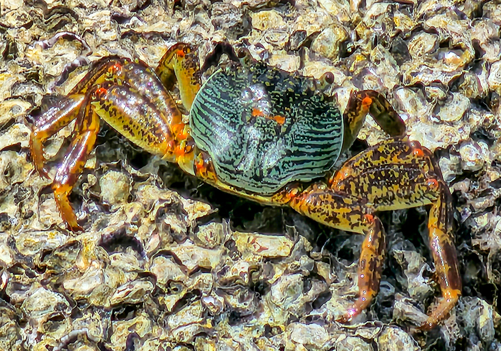 Mottled Lightfoot Crab