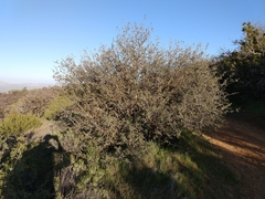 Quercus john-tuckeri