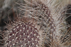 Opuntia polyacantha