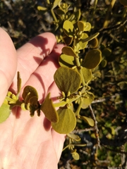 Phoradendron leucarpum tomentosum