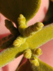 Phoradendron leucarpum tomentosum