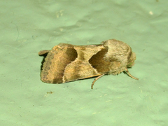 Schinia jaguarina