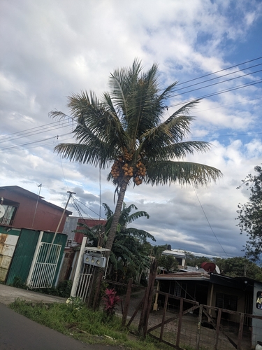 Cocos nucifera
