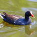Antillean Gallinule - Photo (c) andrey_atuchin, some rights reserved (CC BY-NC), uploaded by andrey_atuchin