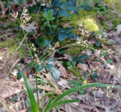 Angiospermae