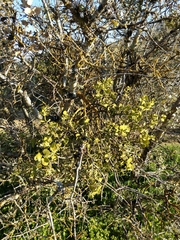 Phoradendron leucarpum tomentosum