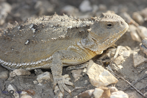Greater Short-horned Lizard photographed in North Dakota