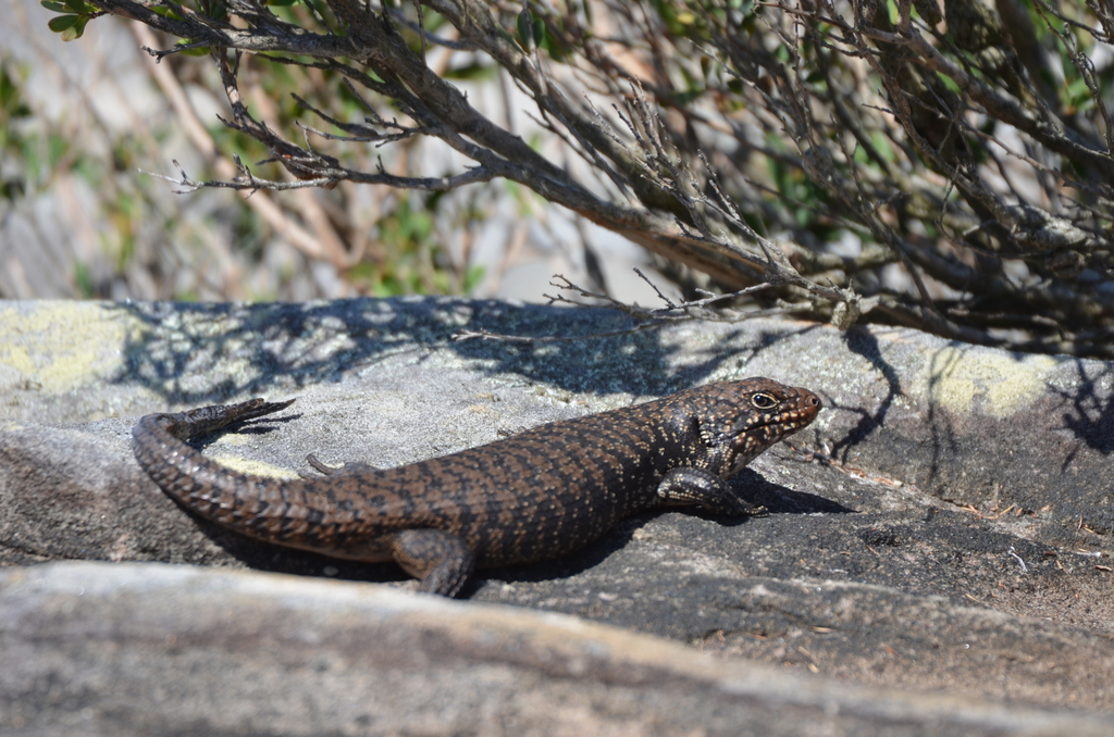Cunningham's Spiny-tailed Skink