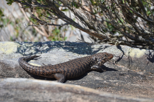 Cunningham's Spiny-tailed Skink
