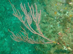 Leptogorgia chilensis