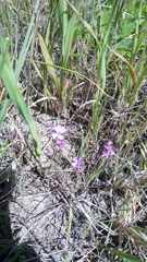 Sibaropsis hammittii