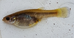 Gila Topminnow photo 3