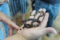 Pliocercus elapoides