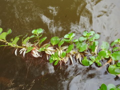 Ludwigia