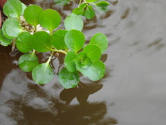 Ludwigia