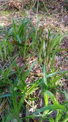 Angiospermae