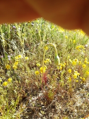 Malacothrix glabrata