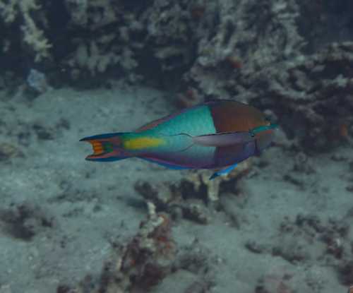 Yellowfin parrotfish (Scarus flavipectoralis) — Scaridae — 3