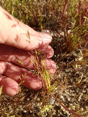 Malacothrix glabrata