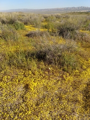 Malacothrix glabrata