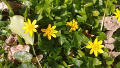 Ficaria verna